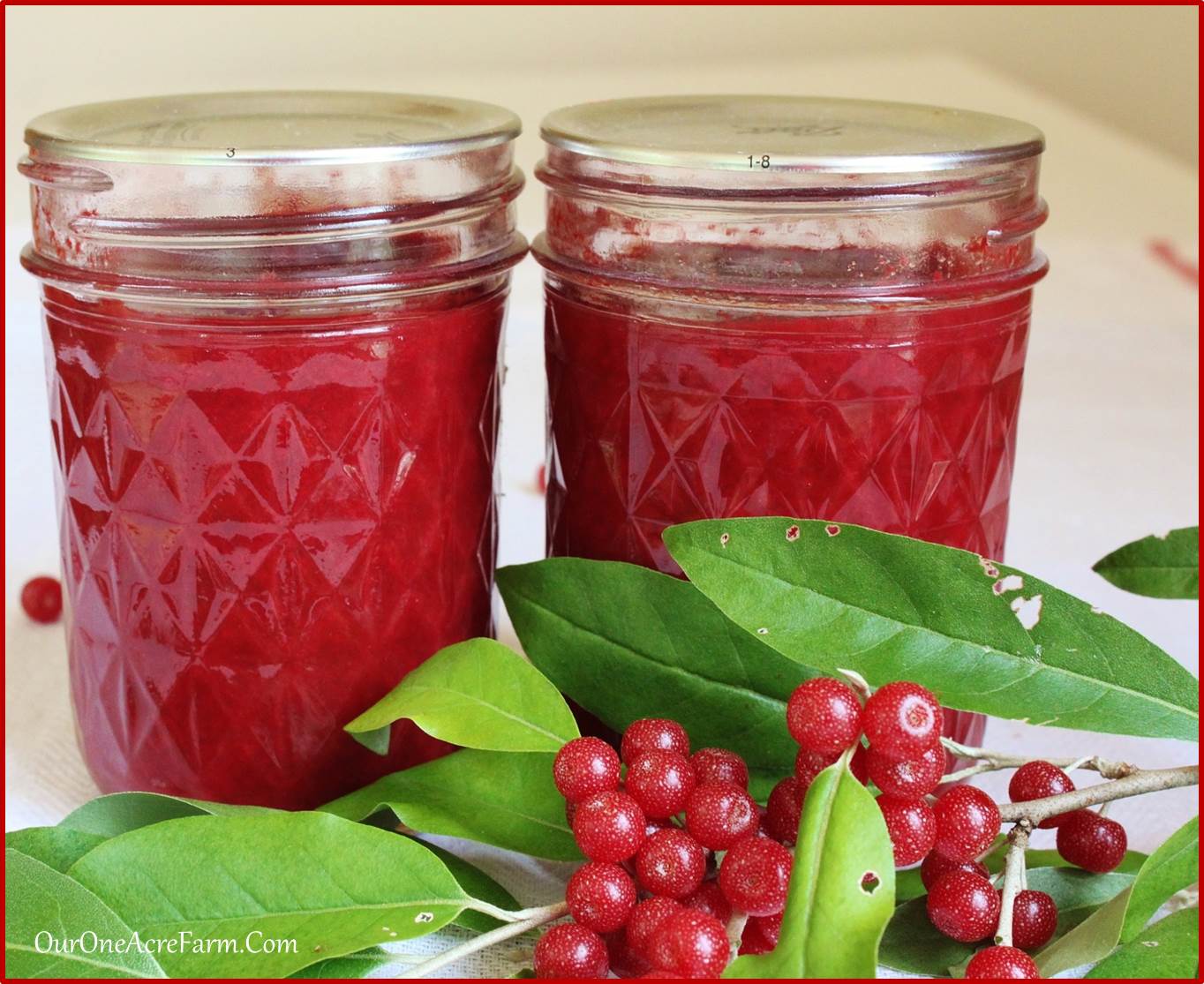 autumn olive jam and why you should make it |