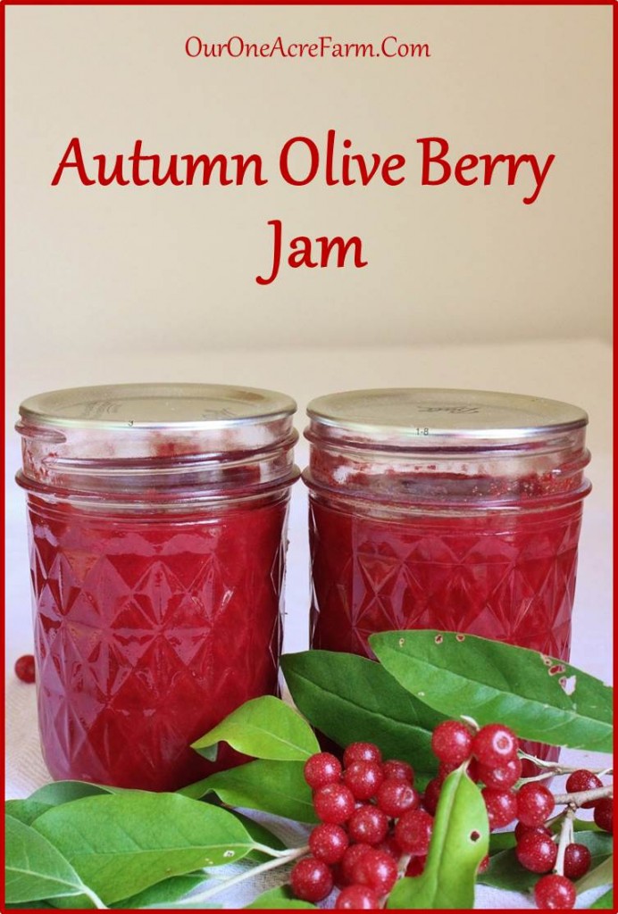 Autumn olive jam, made with an edible wild berry you can forage