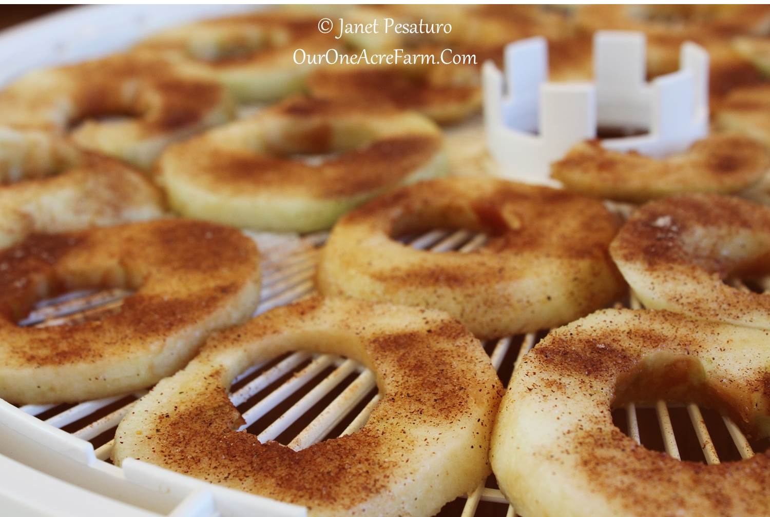 Wholesale Dried Apple Fruits Dehydrated Apple Drying Apple - China FUJI  Apple, Apple Rings | Made-in-China.com