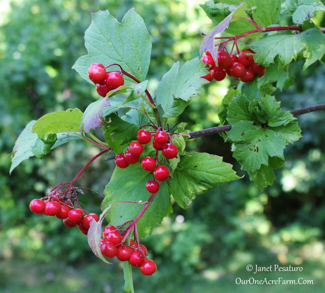 10 Shrubs for a Wildlife-Friendly, Edible Landscape