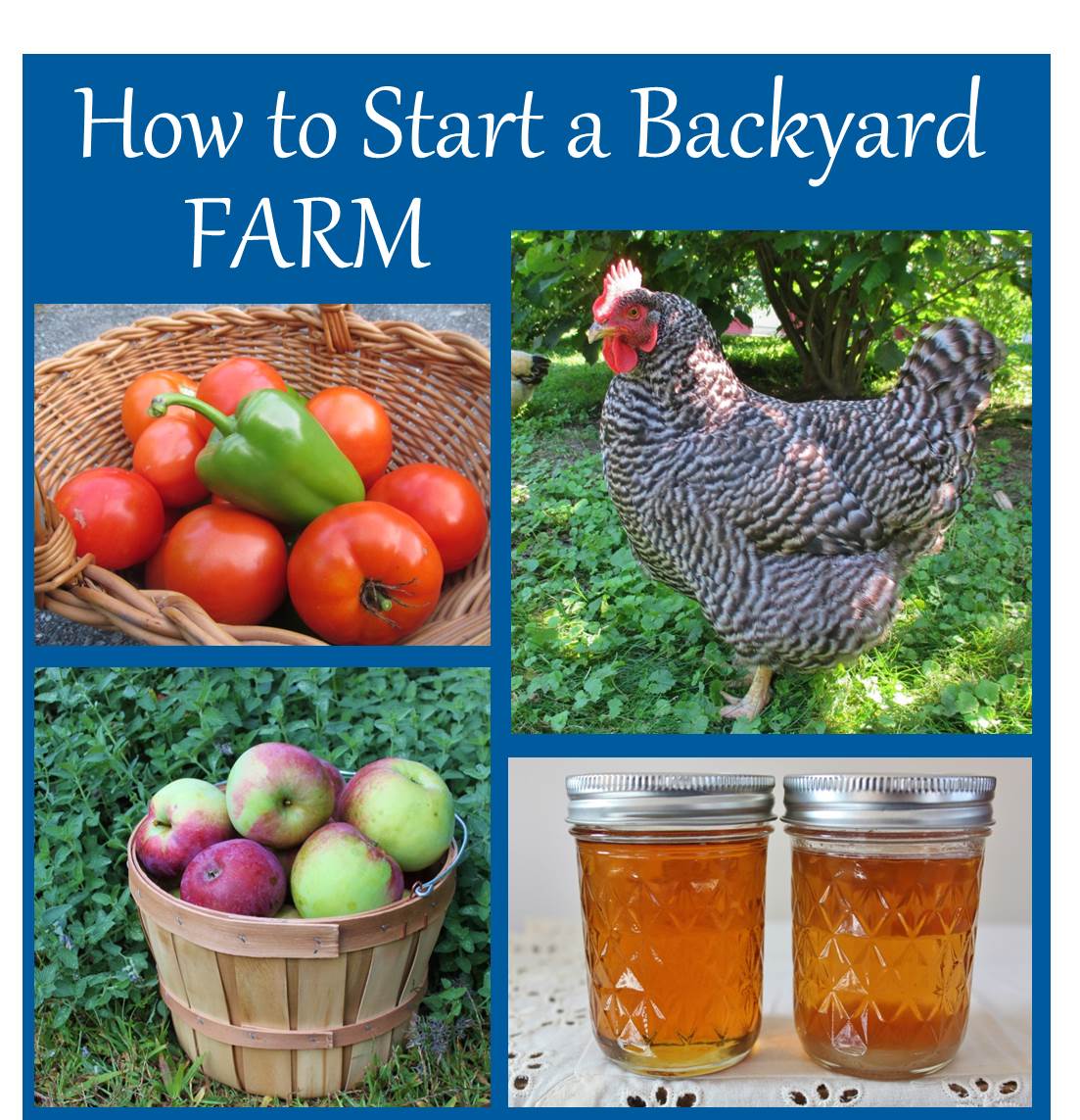 A photo that says "How to start a Backyard Farm", and has tomatoes in a basket, a chicken, honey in jars, and apples in a barrel all in a clockwise rotation. 