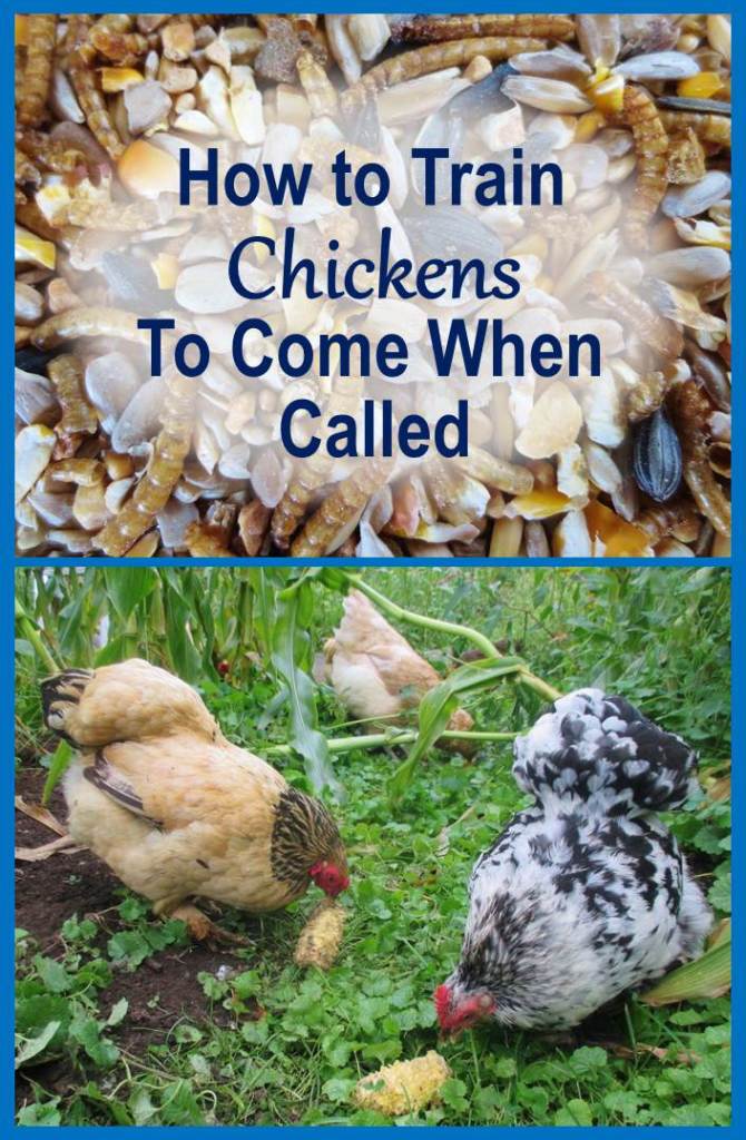 How to Train Chickens to Come When Called (and Why You Should)