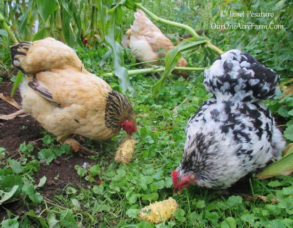 How the heck did we train guinea fowl to return to their coop