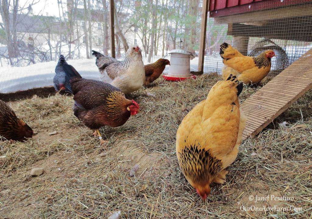 Brahma Chickens  Why Every Chicken Keeper Needs Them - Audrey's Little Farm