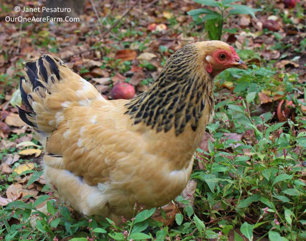 Brahma Chickens  Why Every Chicken Keeper Needs Them - Audrey's