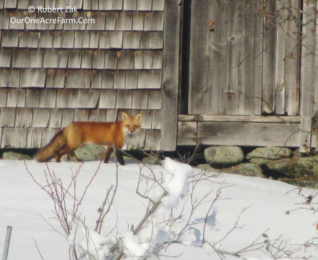 Tracking Red Fox in Winter