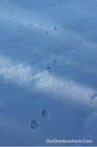 Tracking Red Fox in Winter