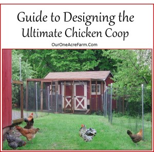 Guide to Designing the Perfect Chicken Coop