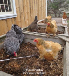 Sustainable chicken farming