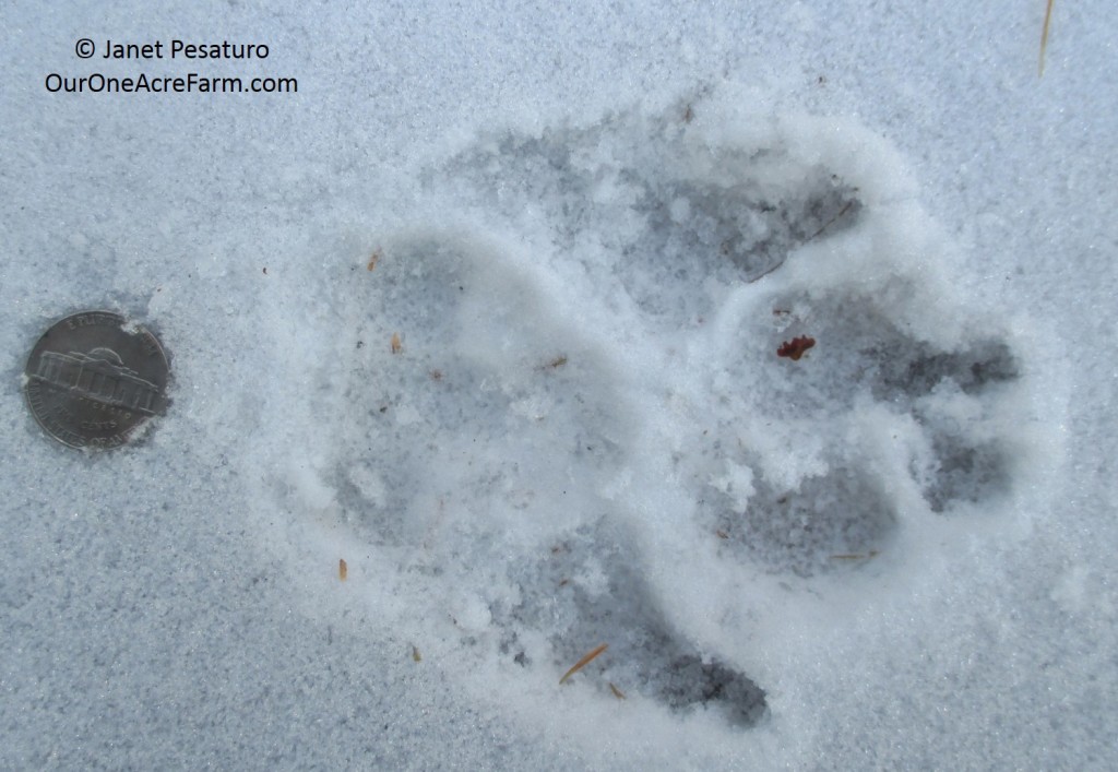 Predators Dog Sign Poultry Predator Identification: A Guide to Tracks and Sign