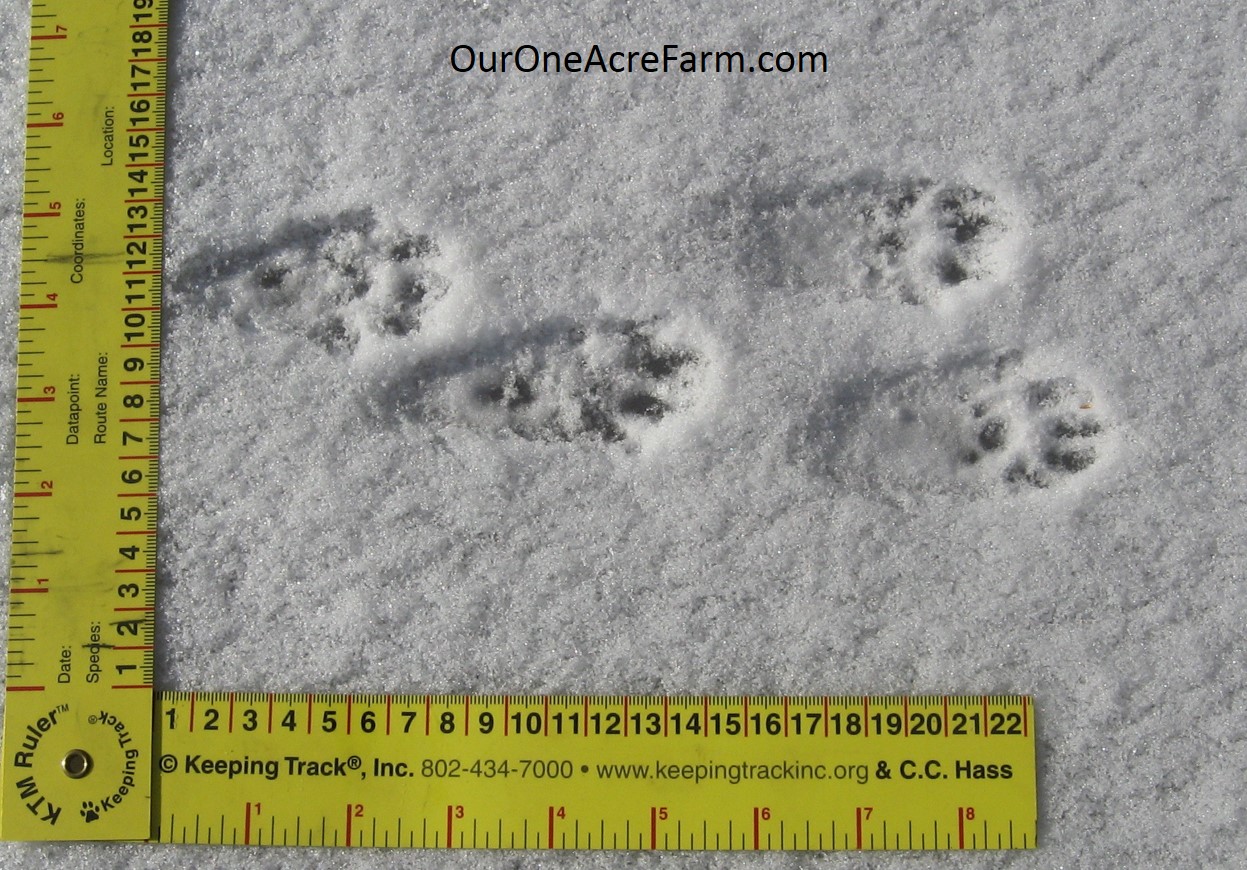 Poultry Predator Identification A Guide to Tracks and Sign