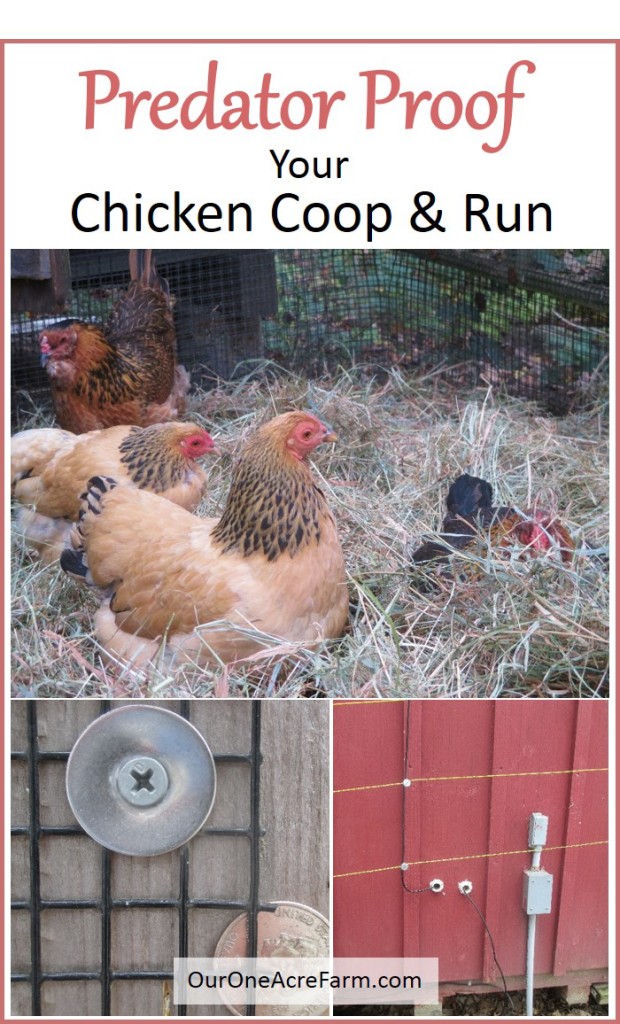 Predator proofing your chicken coop