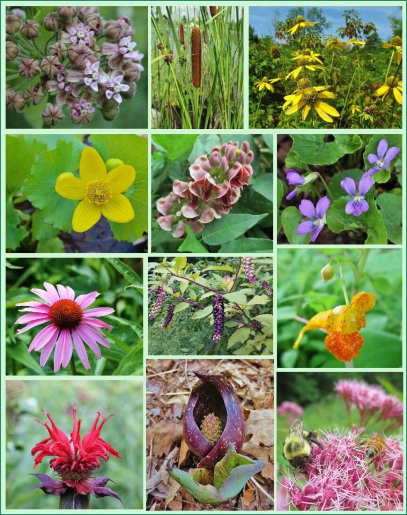 Native plants for food and medicine, great for eco-friendly garden