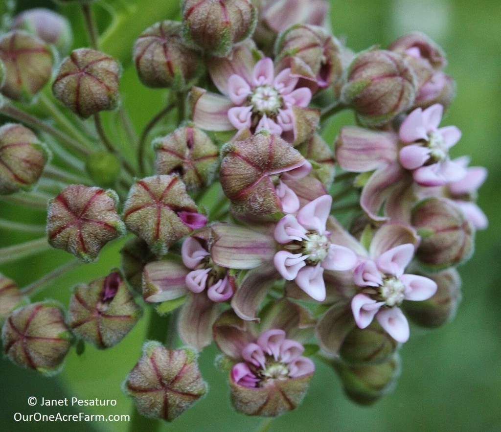 Native plants for food and medicine, this one is common milkweed