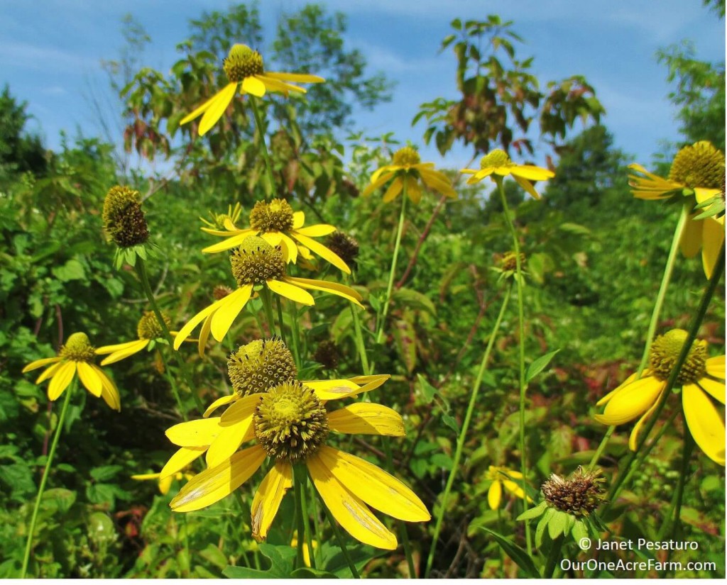 Native plants for food and medicine