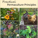 Permaculture Principles for Practical Gardeners and Farmers