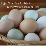 Egg Carton Labels And Animal Welfare