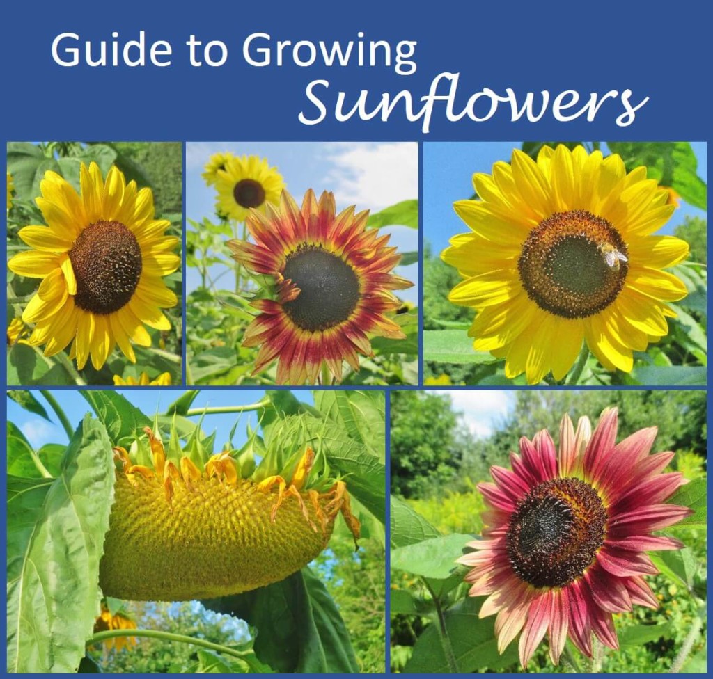 Growing Sunflowers in Pots: A Step-by-Step Guide