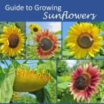Guide to Growing Sunflowers