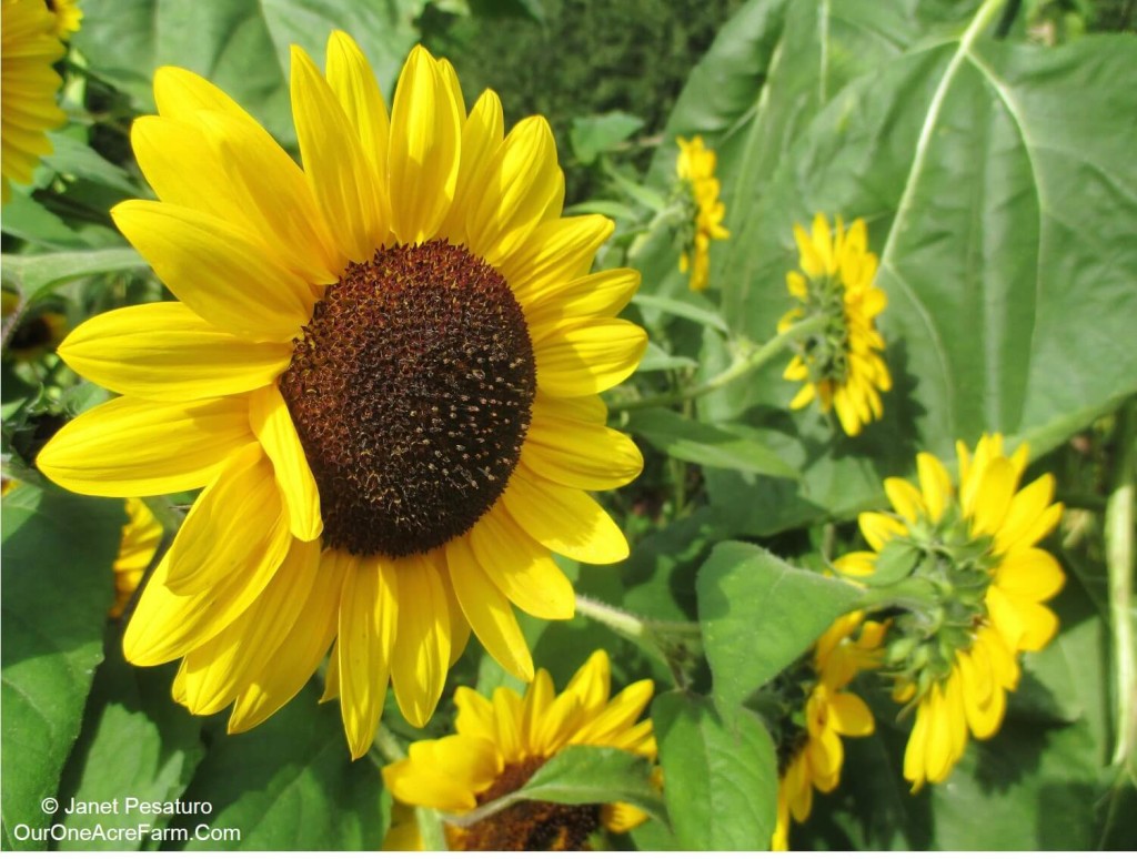 sunflower seeds growing