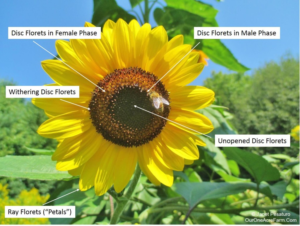 Guide to Growing Sunflowers - Covers planting and thinning sunflower seeds; common problems, pests and diseases; how sunflowers are pollinated; how to choose varieties; and how to harvest sunflower seeds.