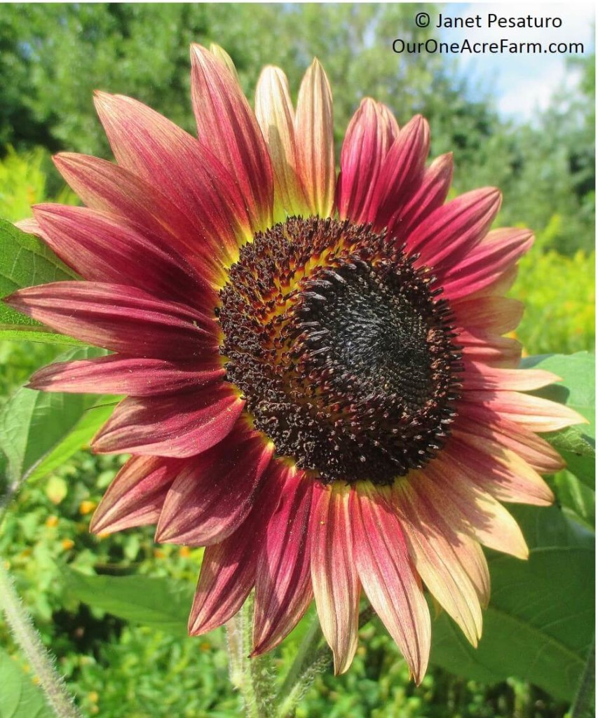 Guide to Growing Sunflowers - Covers planting and thinning sunflower seeds; common problems, pests and diseases; how sunflowers are pollinated; how to choose varieties; and how to harvest sunflower seeds.