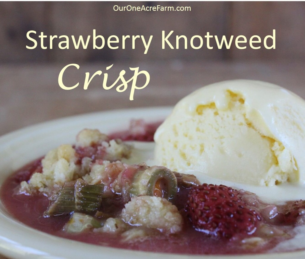 Strawberry Knotweed Crisp