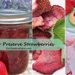 My favorite old fashioned recipes for strawberry jam, strawberry rhubarb preserves, strawberry chips, and frozen sugar packed strawberries, along with other methods, are featured in How to Preserve Strawberries.