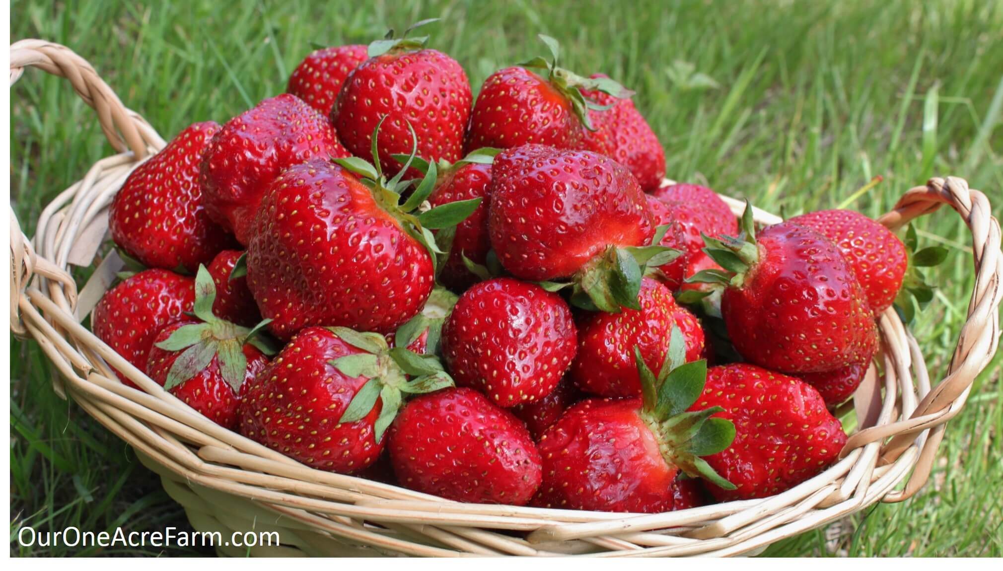 how-to-preserve-strawberries