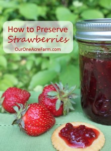 My favorite old fashioned recipes for strawberry jam, strawberry rhubarb preserves, strawberry chips, and frozen sugar packed strawberries, along with other methods, are featured in How to Preserve Strawberries.