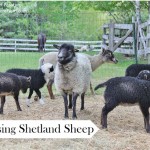 Raising Shetland Sheep is a guide to getting started with this easy care, small breed of sheep, suitable for a small farm. Breed profile, what you need, feeding, lambing, general health maintenance, protection from predators, and making money. Fleeces come in a wide range of natural colors and are popular among hand spinners. Meat is delicate; milking is possible.