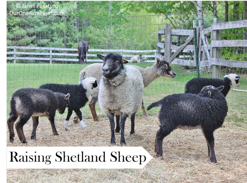 Amazon.com: Raising Animals for Fiber: Producing Wool from Sheep, Goats,  Alpacas, and Rabbits in Your Backyard (CompanionHouse Books) Livestock  Health, Grooming, Housing, Breeding, & Shearing, from Angora to Suri:  9781620083246: McLaughlin, Chris: