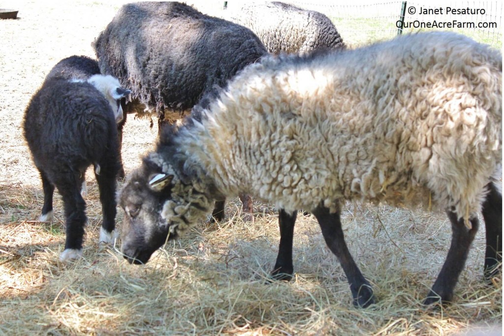 Raising Shetland Sheep is a guide to getting started with this easy care, small breed of sheep, suitable for a small farm. Breed profile, what you need, feeding, lambing, general health maintenance, protection from predators, and making money. Fleeces come in a wide range of natural colors and are popular among hand spinners. Meat is delicate; milking is possible.
