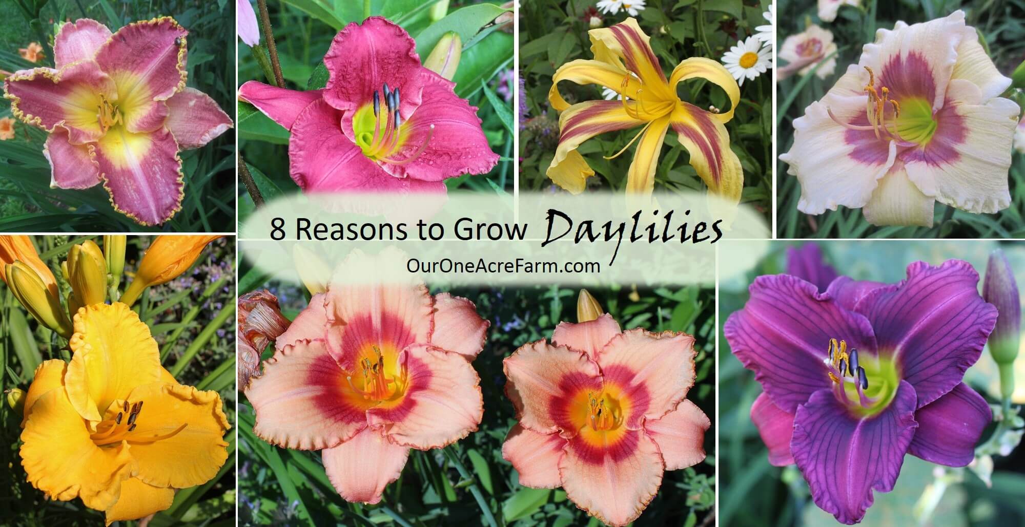 8 reasons to grow daylilies |