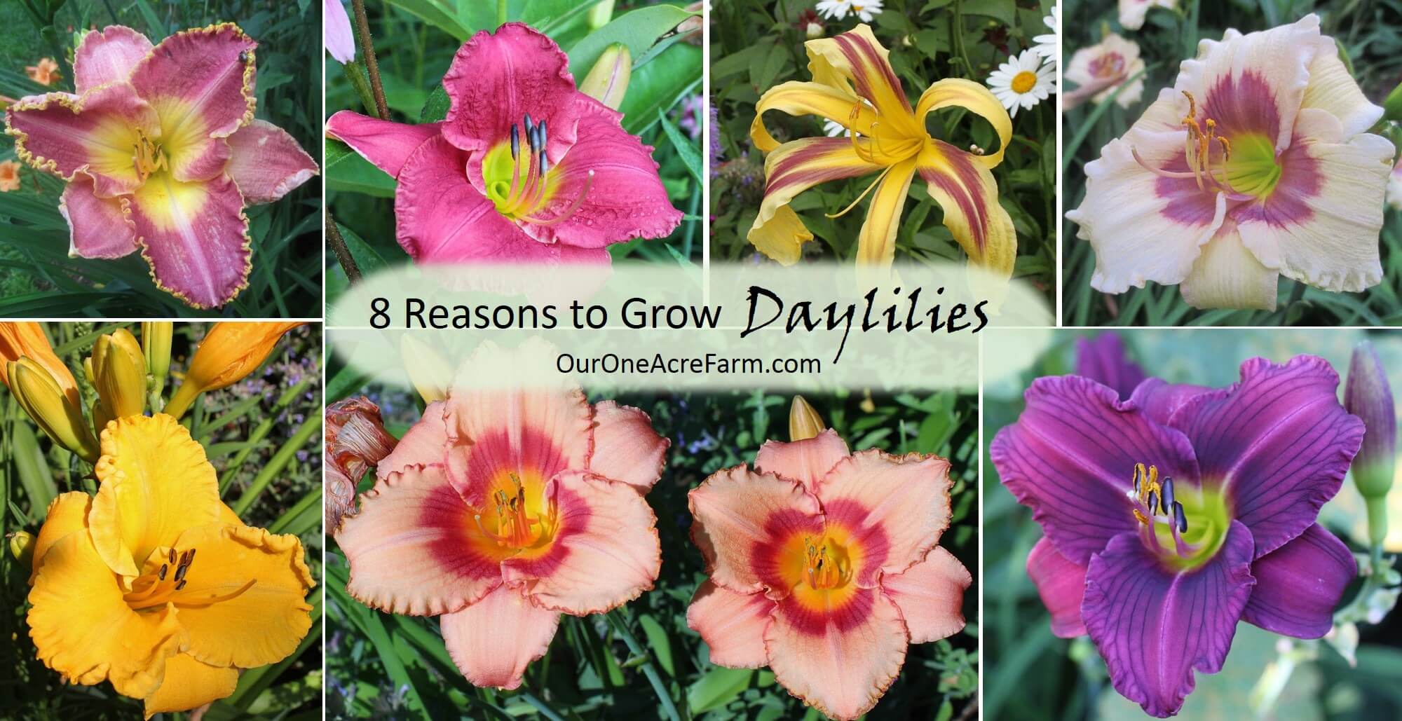 Planting daylilies deals