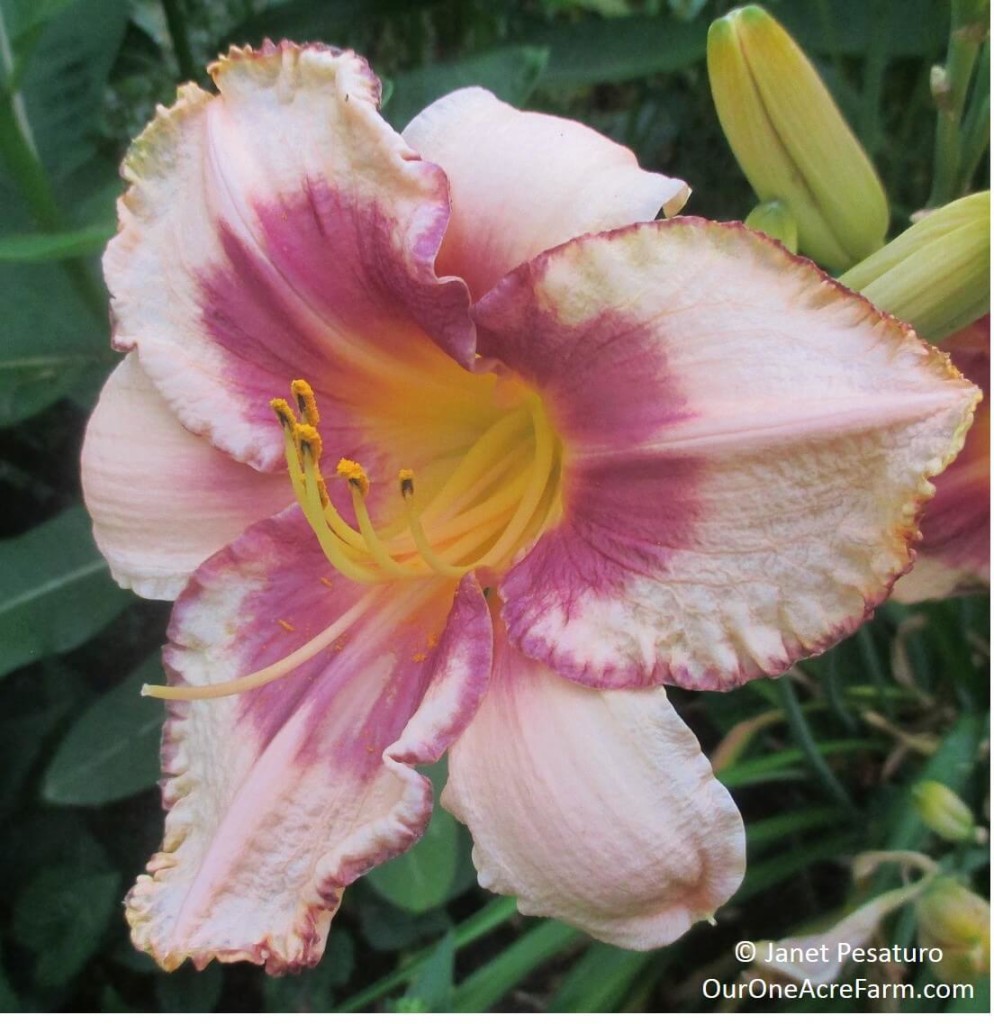 Beauty, vigor, edibility, medicinal uses, permaculture possibilities, butterfly appeal, breeding opportunities, and use in selling/trading are all great reasons to grow daylilies, the perfect perennial. Read the details on this interesting and often misunderstood plant.