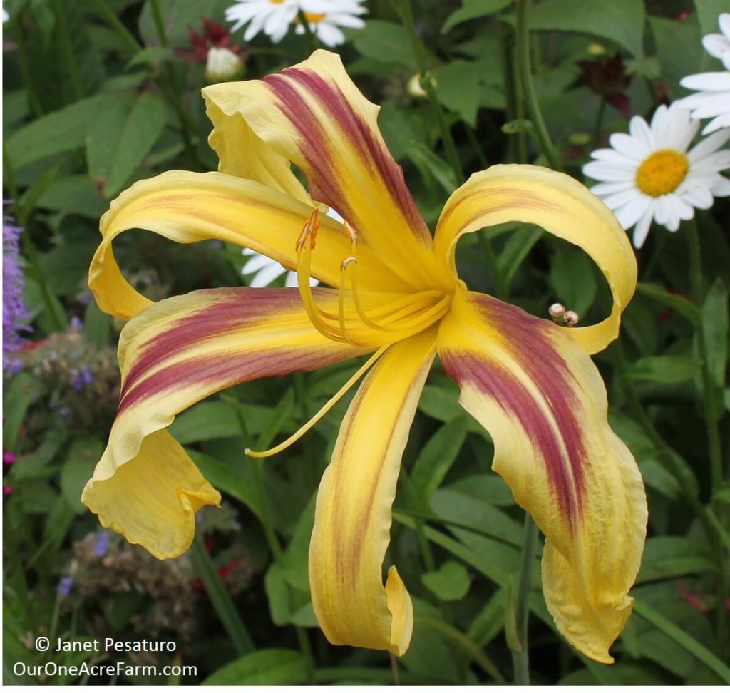 Beauty, vigor, edibility, medicinal uses, permaculture possibilities, butterfly appeal, breeding opportunities, and use in selling/trading are all great reasons to grow daylilies, the perfect perennial. Read the details on this interesting and often misunderstood plant.