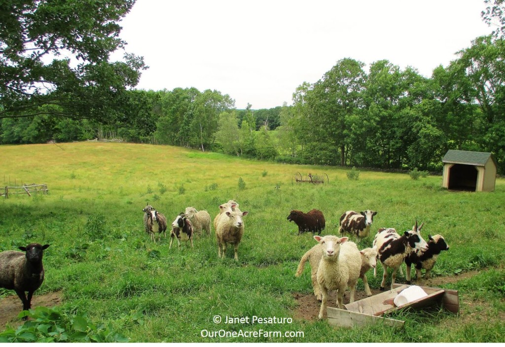 Deciding what to raise on your homestead or backyard farm involves taking inventory of your resources and yourself. This guides you through 15 critical considerations, such as climate, soil, existing ecosystems, lay of the land, storage space, market research, what you like to eat,  and your own ability to deal with livestock illness, injury, and death.