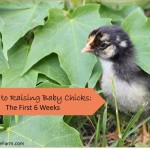 A thorough guide to raising baby chicks without a hen. Where to buy chicks, setting up a brooder box, feeding, watering, spatial needs, stimulation, and problems to look out for. Everything you need to know for the first 6 weeks.
