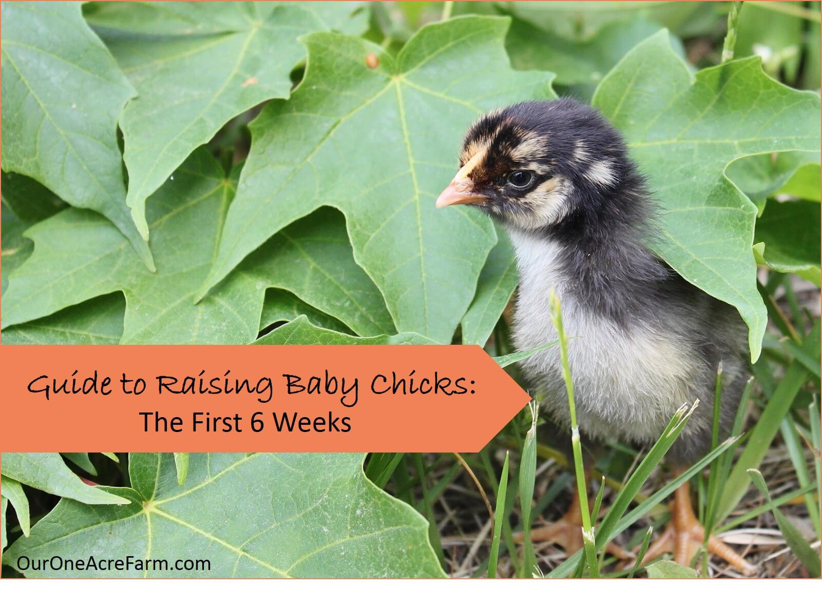 23 Unnecessary Baby Products - Baby Chick