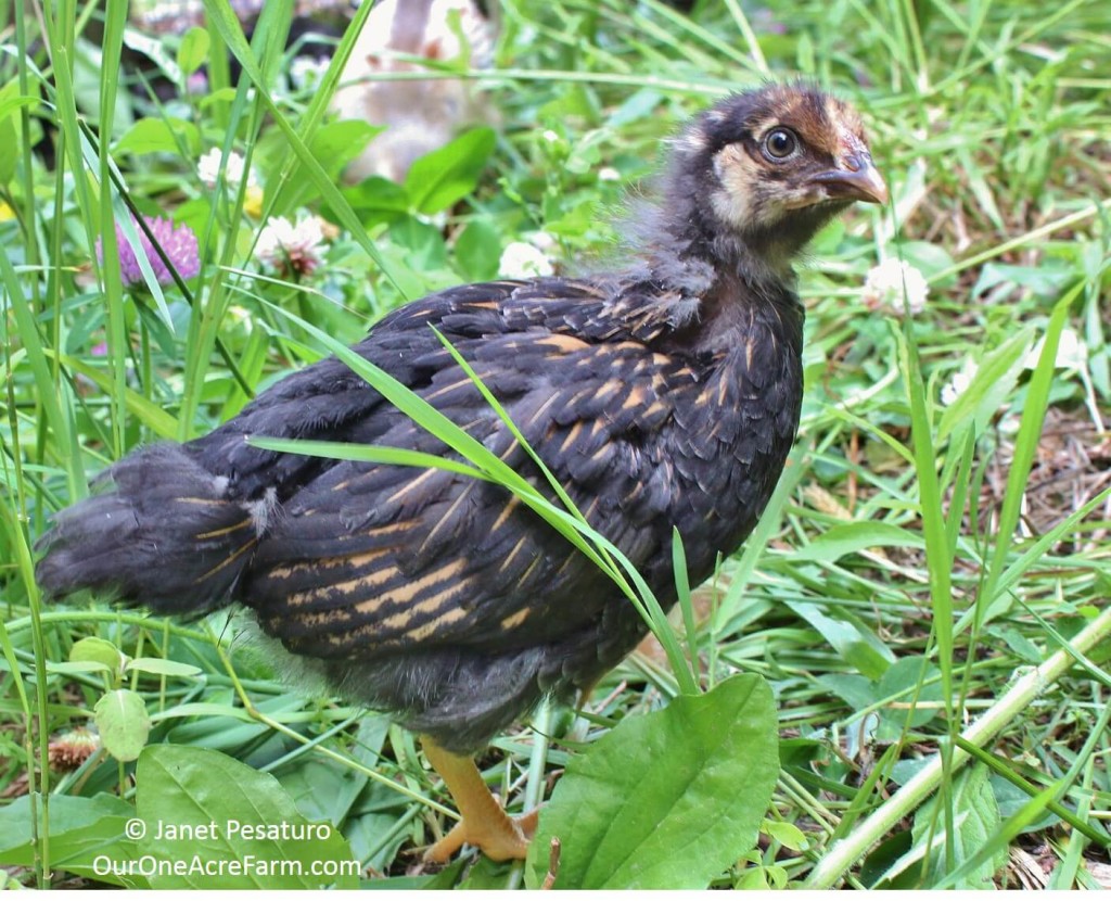 Raising Baby Chicks Without A Hen: The First 6 Weeks