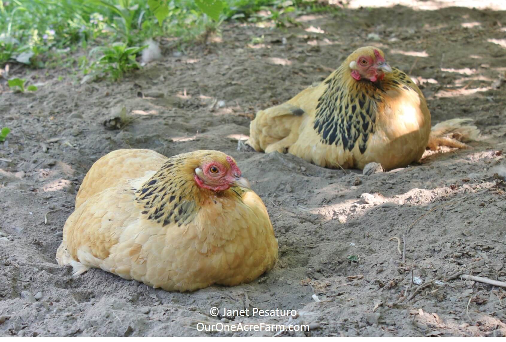 Can free-range chickens hunt their own food or do they need to be