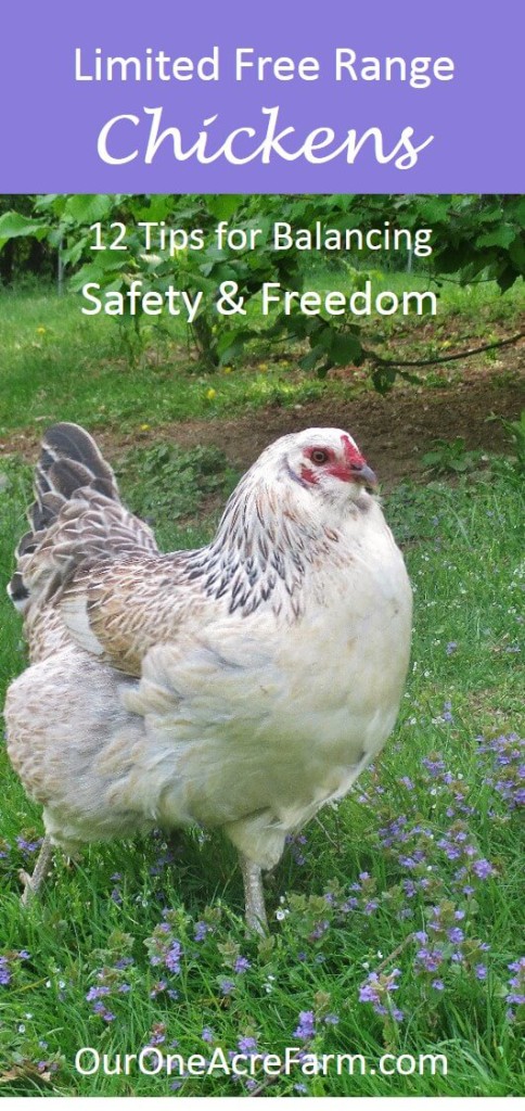 The idea of true free range chickens is great, but in reality it's dangerous. To balance freedom and safety, we use a modified free range system which we describe in detail, along with tips on fencing, layout and location of chicken yard, providing cover, choosing appropriate chicken breeds, etc., so that you can develop your own limited free range system.