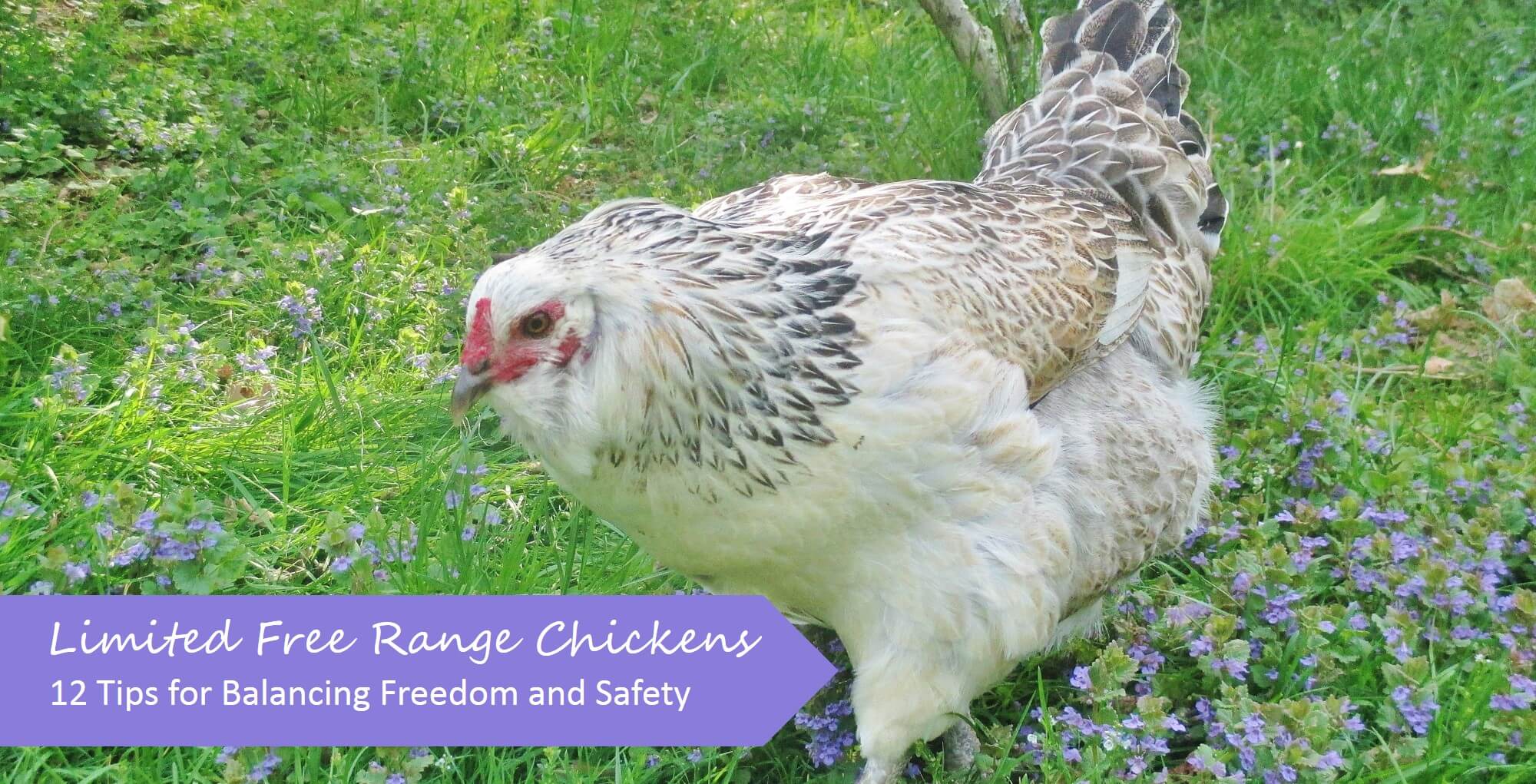 The idea of true free range chickens is great, but in reality it's dangerous. To balance freedom and safety, we use a modified free range system which we describe in detail, along with tips on fencing, layout and location of chicken yard, providing cover, choosing appropriate chicken breeds, etc., so that you can develop your own limited free range system.