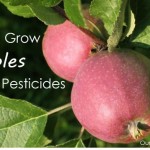 Grow your own organic apples! Plant trees in either spring or fall. Explains how to: choose disease resistant varieties, use permaculture techniques like guilding, prune branches and thin flowers, bag young fruit to protect from pests, and identify nutrient deficiencies.