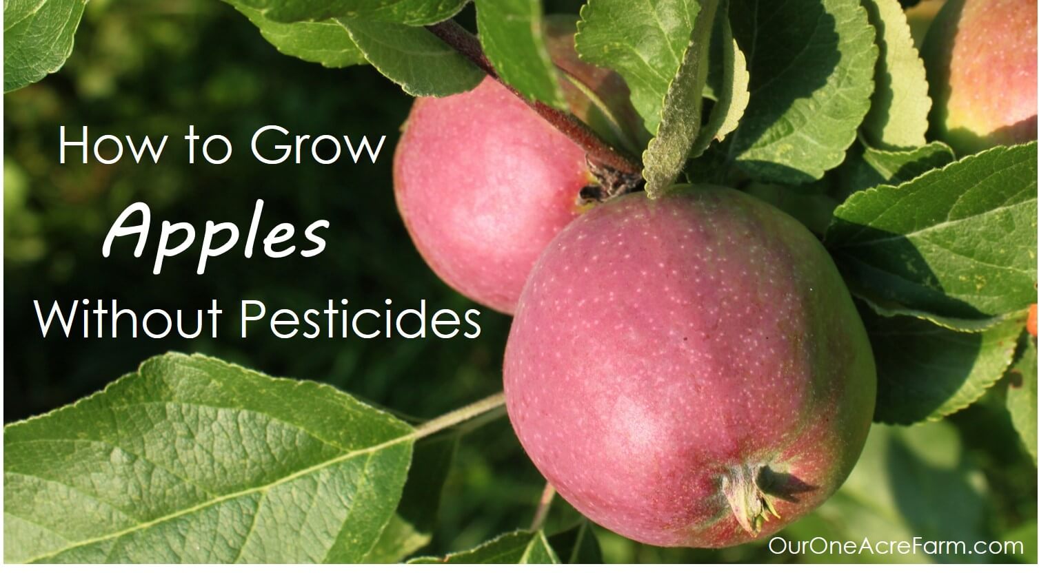 Wie kann ich meine Obstbäume behandeln, ohne Pestizide zu verwenden?