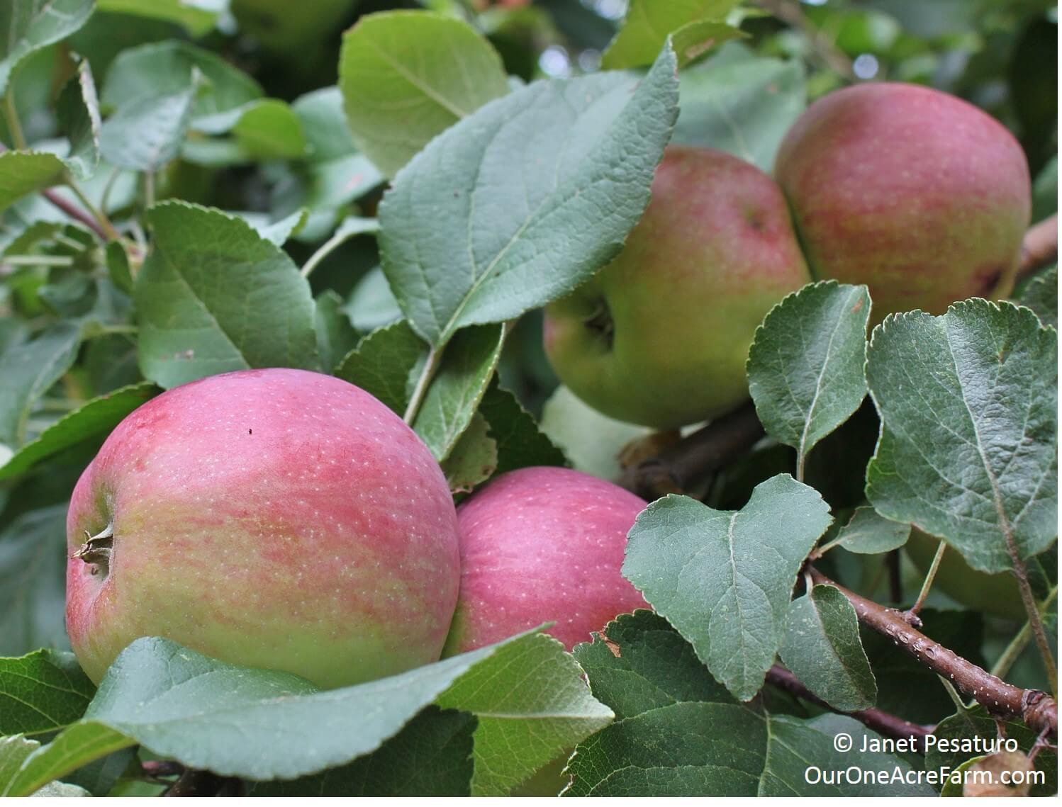 How to Grow Apples Without Pesticides