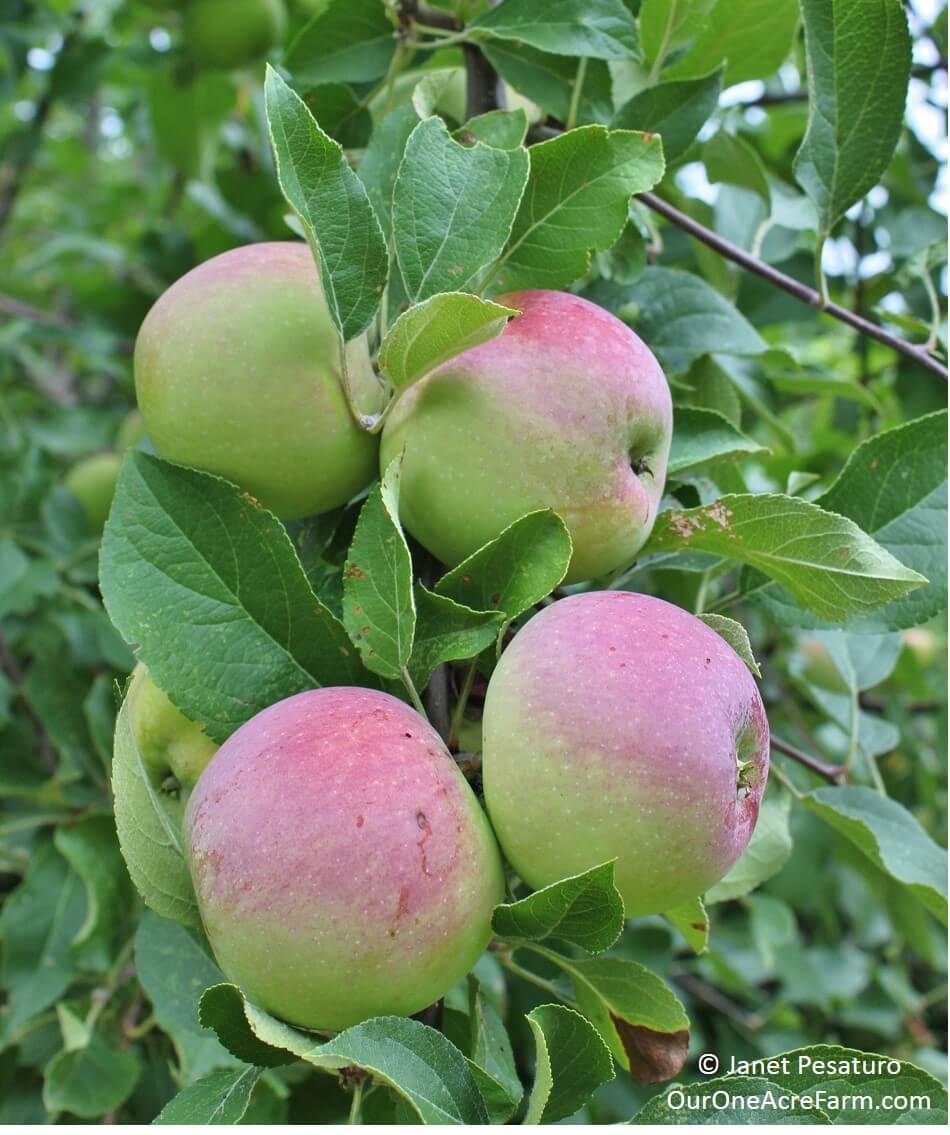 Growing Organic Apples Without Spraying – Mother Earth News