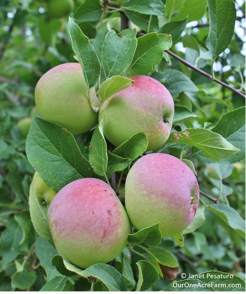 Learn how to grow apples without pesticides! Plant trees in either spring or fall. Explains how to: choose disease resistant varieties, use permaculture techniques like guilding, prune branches and thin flowers, bag young fruit to protect from pests, and identify nutrient deficiencies.