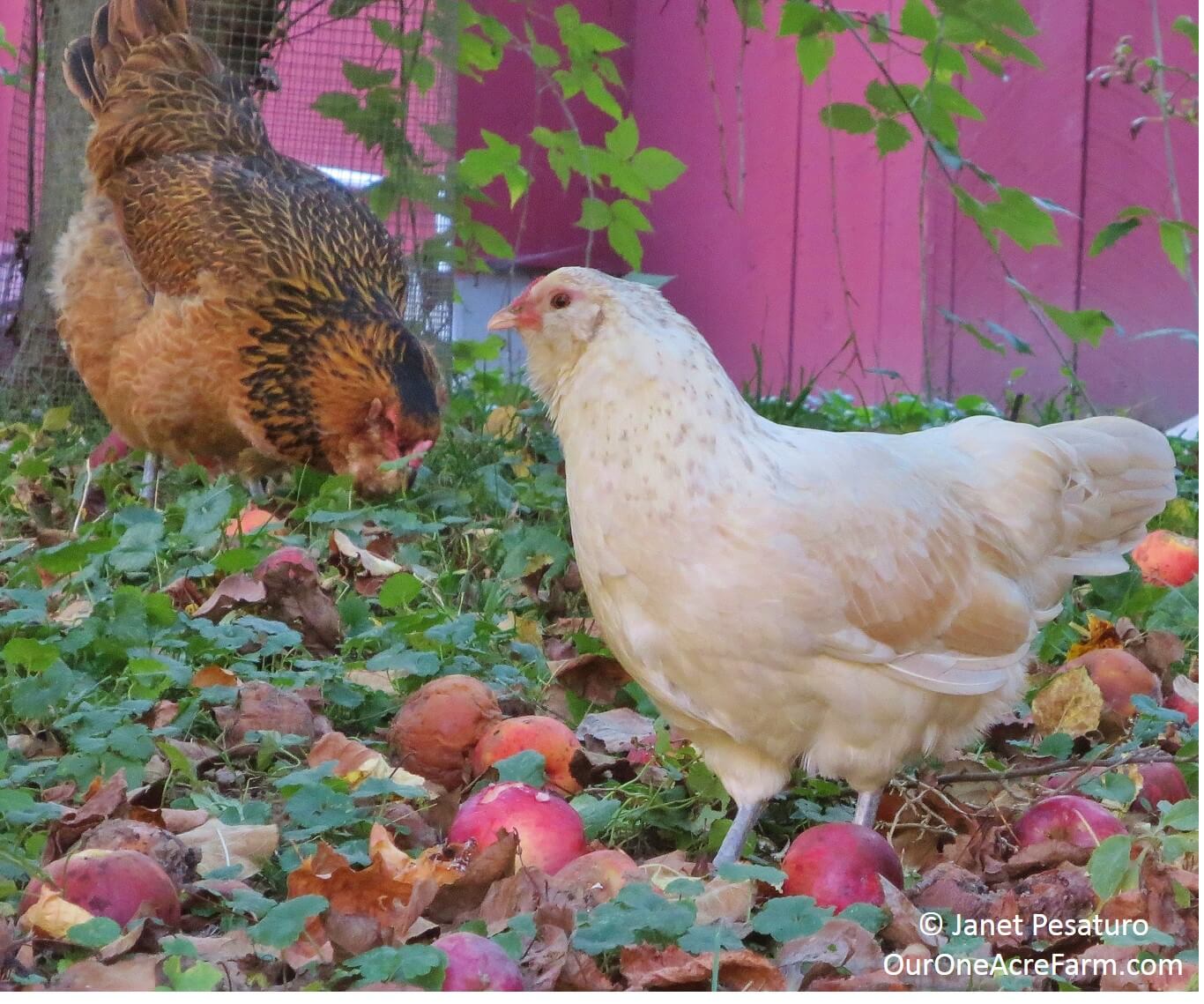 Learn how to grow apples without pesticides! Plant trees in either spring or fall. Explains how to: choose disease resistant varieties, use permaculture techniques like guilding, prune branches and thin flowers, bag young fruit to protect from pests, and identify nutrient deficiencies.